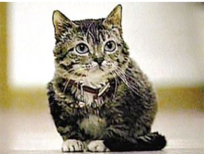 smallest cat in world. The world#39;s smallest cat